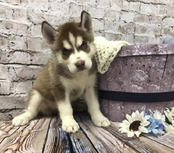 Siberian Husky DOG Male Red / White 5857 Petland Robinson, PA