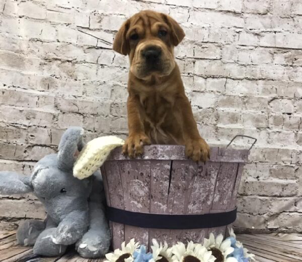 Sharpeagle-DOG-Female-Red-5865-Petland Robinson, PA