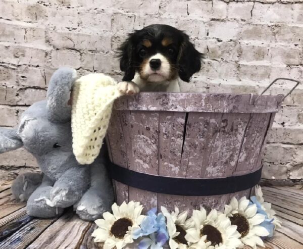 Cavalier King Charles Spaniel-DOG-Female-Black White / Tan-5861-Petland Robinson, Pittsburgh, PA