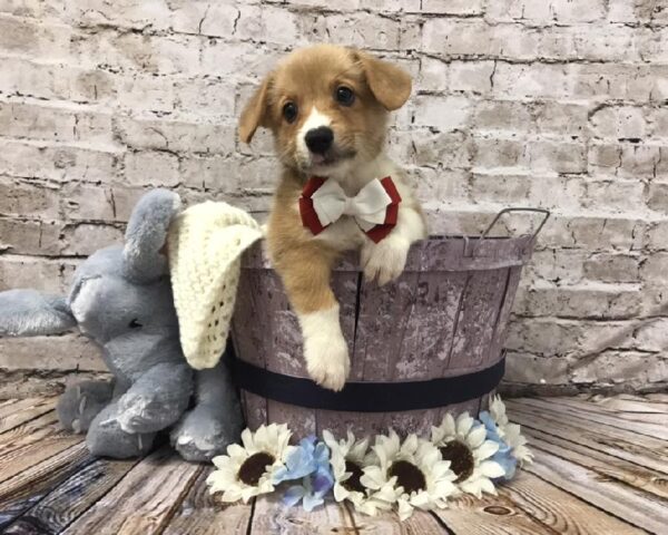 Pembroke Welsh Corgi-DOG-Male-Red / White-5864-Petland Robinson, Pittsburgh, PA