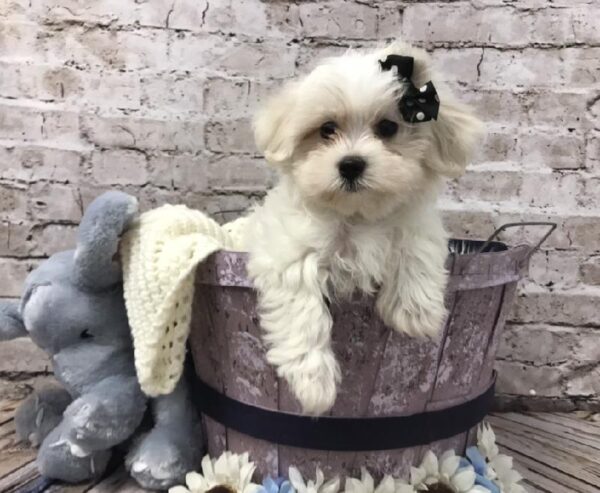 Maltipoo DOG Female White 5863 Petland Robinson, PA