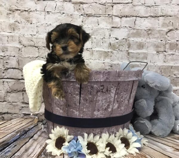 Yorkie DOG Male Black / Tan 5859 Petland Robinson, PA