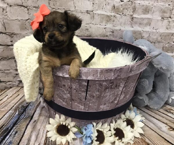 Chiweenie-DOG-Female-Black Sabled Fawn-5862-Petland Robinson, PA