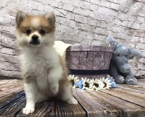Pomeranian-DOG-Female-Sable / White-5867-Petland Robinson, Pittsburgh, PA