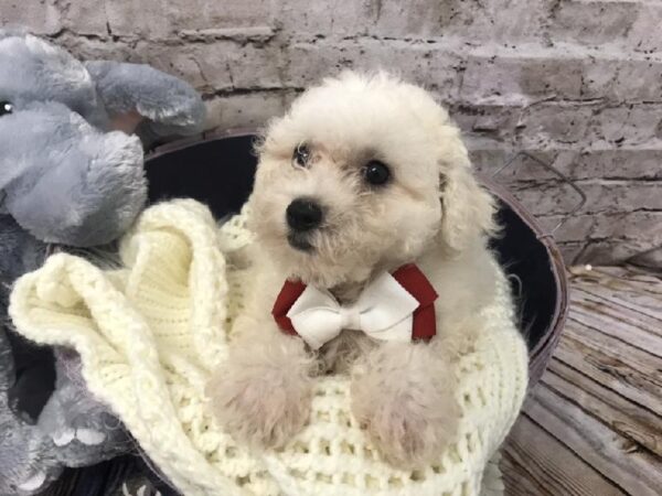 Bichon DOG Male White 5868 Petland Robinson, PA