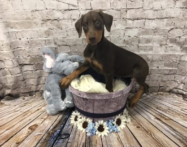 Doberman Pinscher-DOG-Female-Red and Rust-5869-Petland Robinson, Pittsburgh, PA