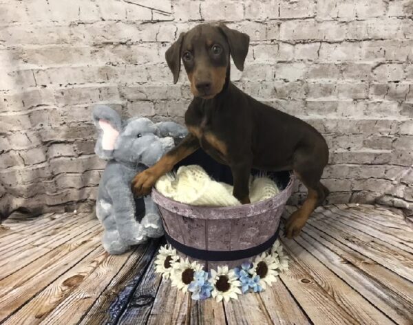 Doberman Pinscher DOG Female Red and Rust 5869 Petland Robinson, PA