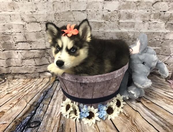 Siberian Husky-DOG-Female-Black and Tan-5872-Petland Robinson, Pittsburgh, PA