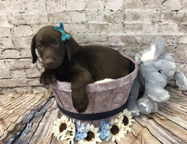 Labrador Retriever DOG Female Chocolate 5871 Petland Robinson, PA