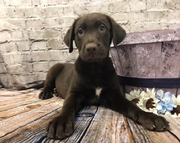 Labrador Retriever-DOG-Male-Chocolate-5870-Petland Robinson, Pittsburgh, PA
