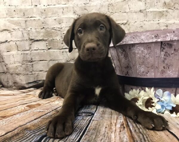 Labrador Retriever DOG Male Chocolate 5870 Petland Robinson, PA