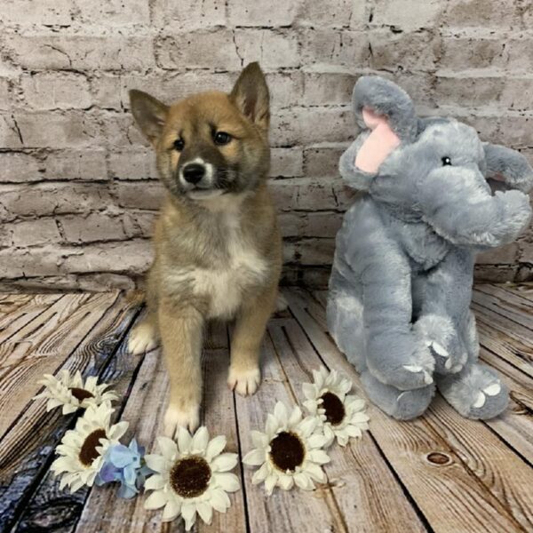 Shiba Inu-DOG-Male-Red Sesame-5888-Petland Robinson, Pittsburgh, PA