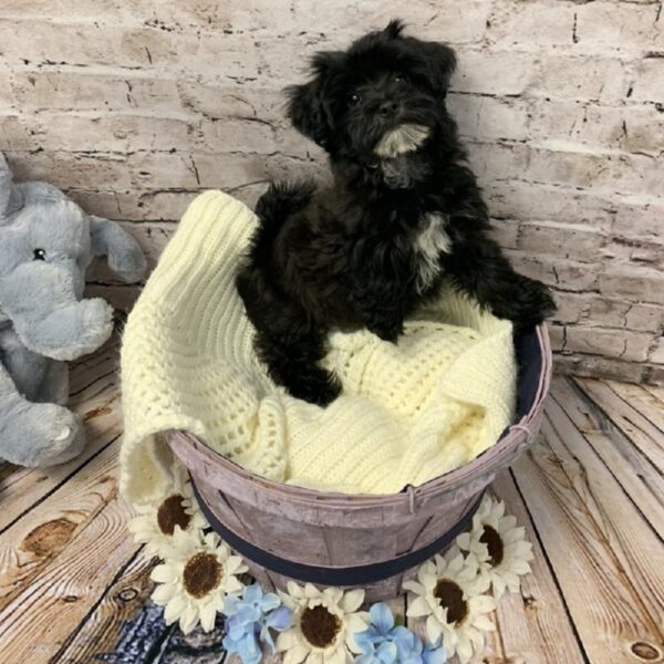 Havanese DOG Male Black 5895 Petland Robinson, PA