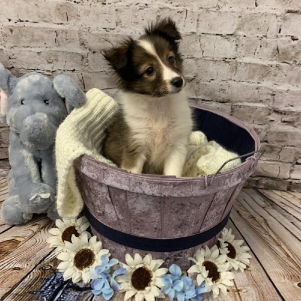 Sheltie-DOG-Female-Sable / White-5886-Petland Robinson, Pittsburgh, PA
