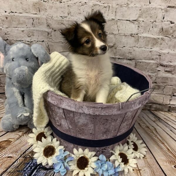 Sheltie DOG Female Sable / White 5886 Petland Robinson, PA