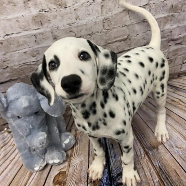 Dalmatian DOG Male White 5889 Petland Robinson, PA