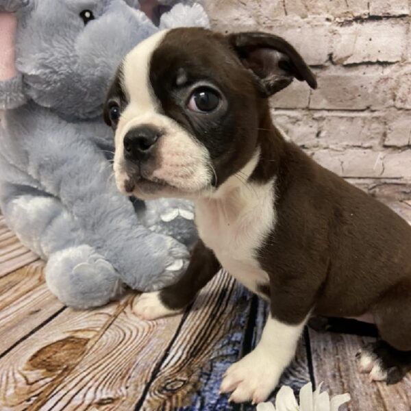 Boston Terrier-DOG-Male-Seal / White-5892-Petland Robinson, Pittsburgh, PA