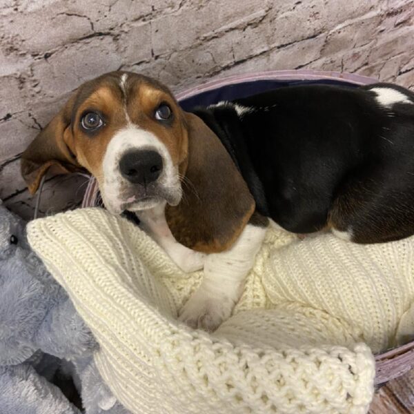 Basset Hound DOG Male Black White / Tan 5890 Petland Robinson, PA