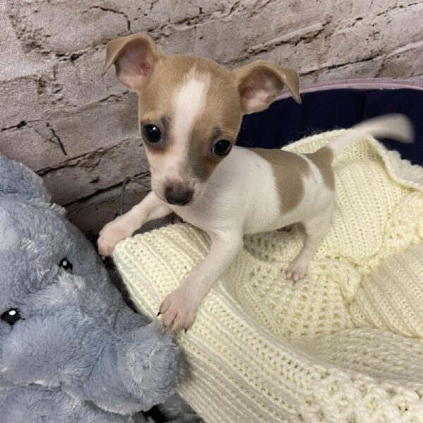 Chihuahua DOG Male Fawn / White 5893 Petland Robinson, PA