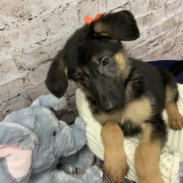 German Shepherd DOG Female Black / Tan 5898 Petland Robinson, PA