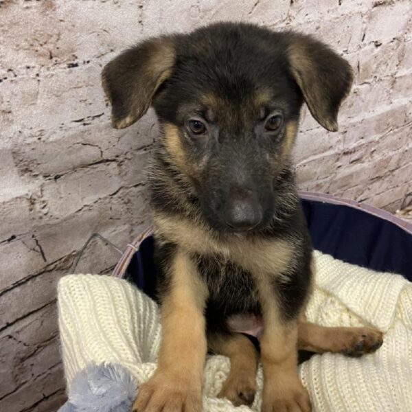 German Shepherd DOG Male Black / Tan 5896 Petland Robinson, PA