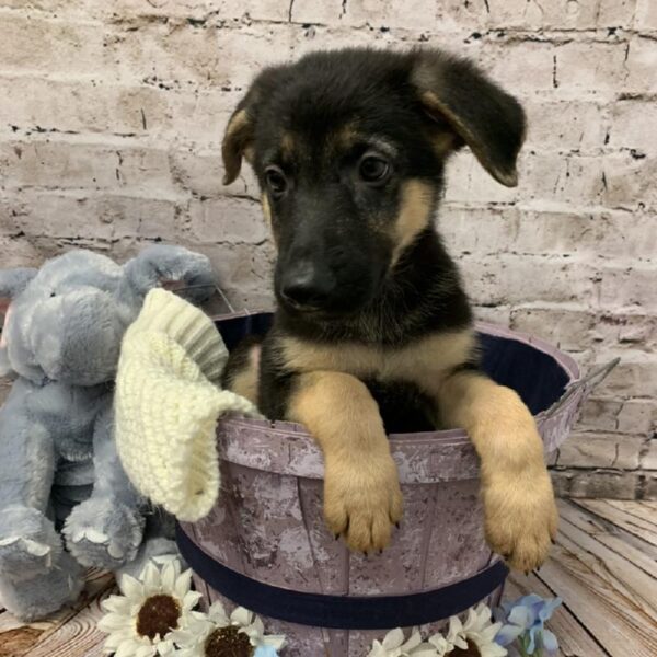 German Shepherd DOG Female Black / Tan 5897 Petland Robinson, PA