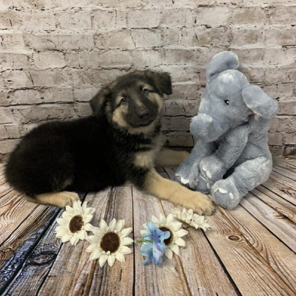 German Shepherd-DOG-Male-Black / Tan-5899-Petland Robinson, Pittsburgh, PA