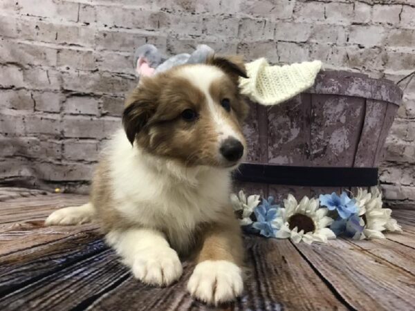 Sheltie-DOG-Male-Sable Merle and White-5905-Petland Robinson, Pittsburgh, PA