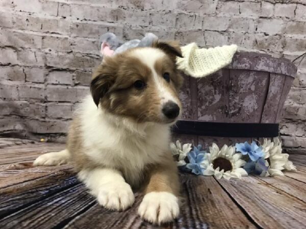 Sheltie DOG Male Sable Merle and White 5905 Petland Robinson, PA