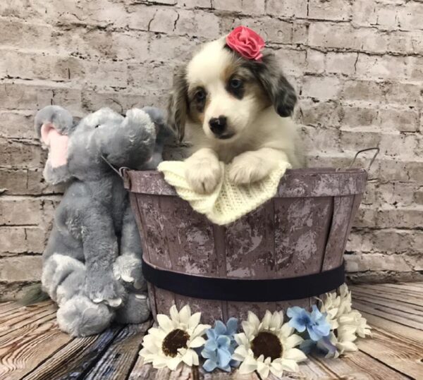 Miniature Australian Shepherd DOG Female Blue Merle White and Tan 5903 Petland Robinson, PA