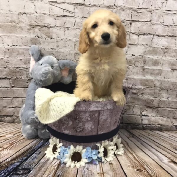 Mini Goldendoodle DOG Male Golden 5902 Petland Robinson, PA