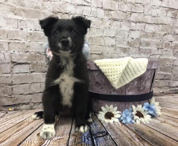 Border Collie DOG Male Black and White 5901 Petland Robinson, PA