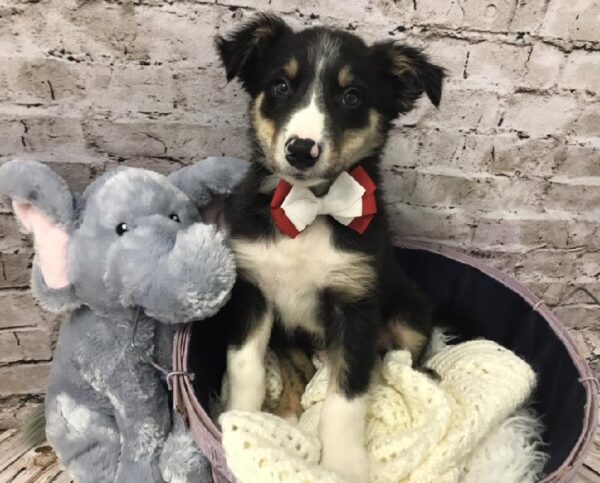 Border Collie-DOG-Male-Black Red and White-5900-Petland Robinson, PA