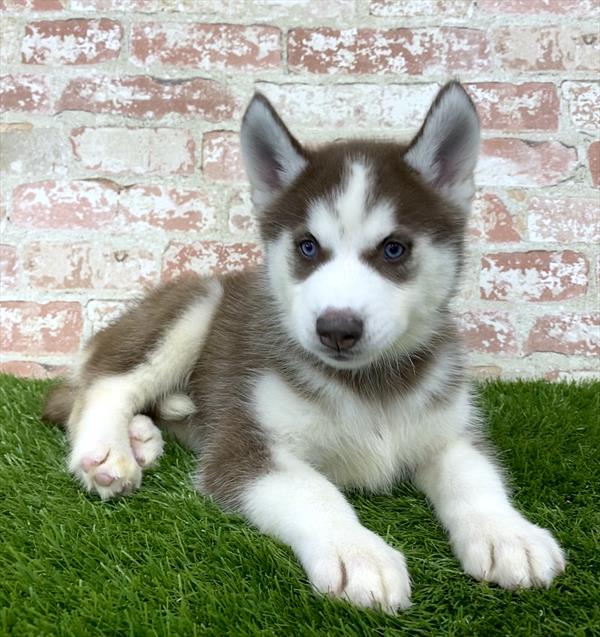 Siberian Husky DOG Female Red / White 5917 Petland Robinson, PA