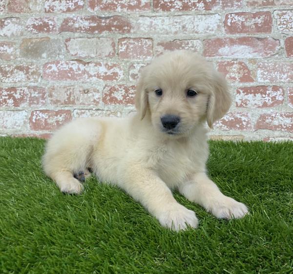 Golden Retriever-DOG-Female-Golden-5918-Petland Robinson, Pittsburgh, PA