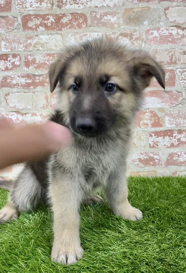 German Shepherd-DOG-Male-Black / Tan-5919-Petland Robinson, PA