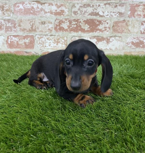 Dachshund DOG Male Black / Tan 5920 Petland Robinson, PA