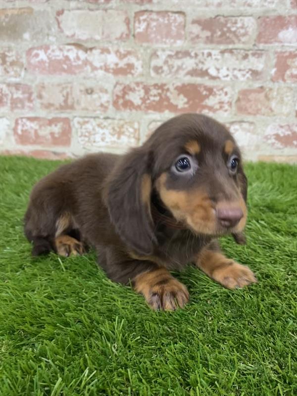 Dachshund-DOG-Female-Chocolate / Tan-5921-Petland Robinson, Pittsburgh, PA