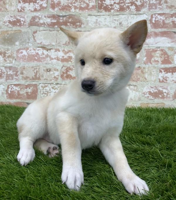 Shiba Inu-DOG-Female-Cream-5922-Petland Robinson, Pittsburgh, PA