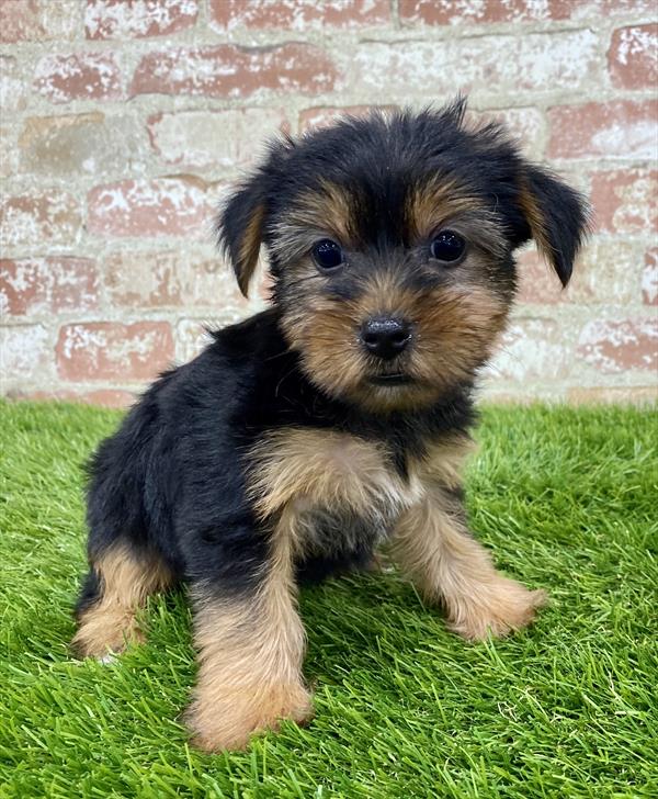Yorkie-DOG-Female-Black / Tan-5923-Petland Robinson, Pittsburgh, PA