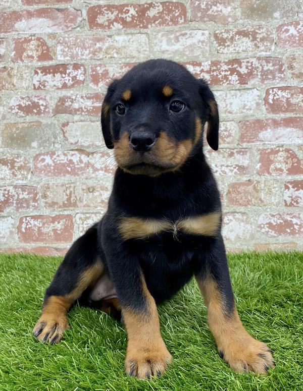 Rottweiler DOG Female Black / Rust 5924 Petland Robinson, PA