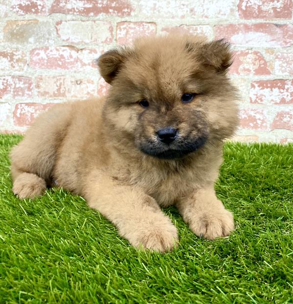 Chow Chow-DOG-Female-Red-5925-Petland Robinson, Pittsburgh, PA