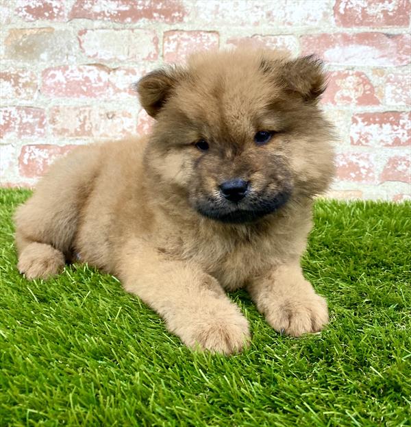 Chow Chow-DOG-Female-Red-5925-Petland Robinson, PA