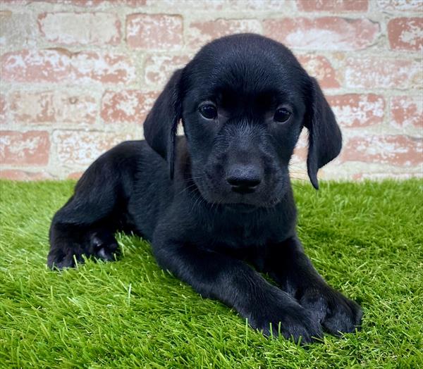 Labrador Retriever DOG Female Black 5926 Petland Robinson, PA