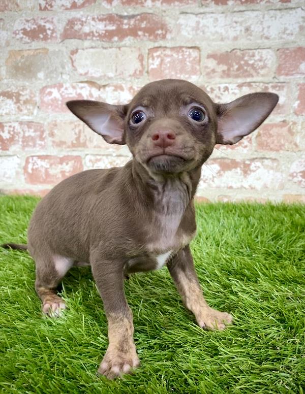 Chihuahua-DOG-Female-Chocolate / Tan-5927-Petland Robinson, Pittsburgh, PA