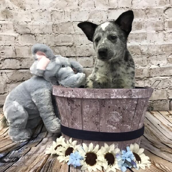 Australian Cattle Dog DOG Male Blue Speckled 5933 Petland Robinson, PA