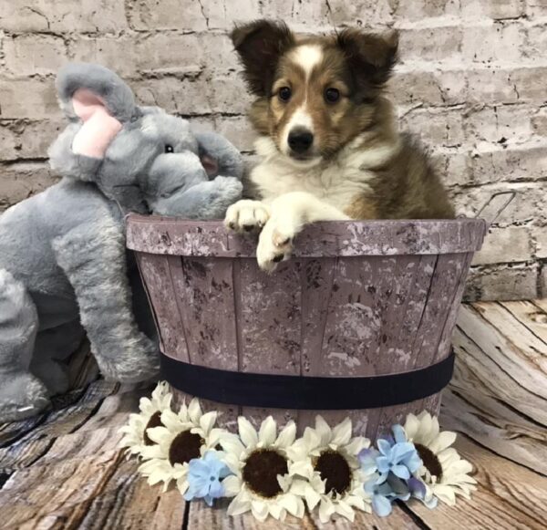 Sheltie-DOG-Male-Sable and White-5932-Petland Robinson, Pittsburgh, PA