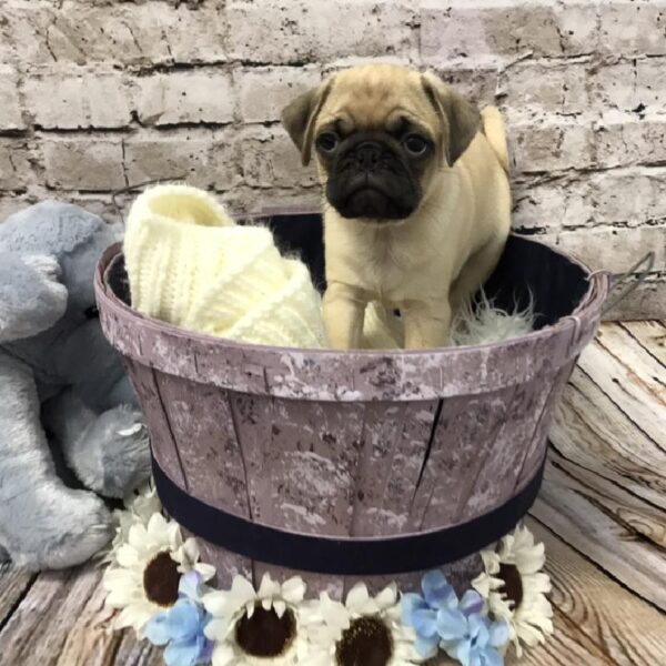 Pug-DOG-Male-Fawn-5931-Petland Robinson, Pittsburgh, PA