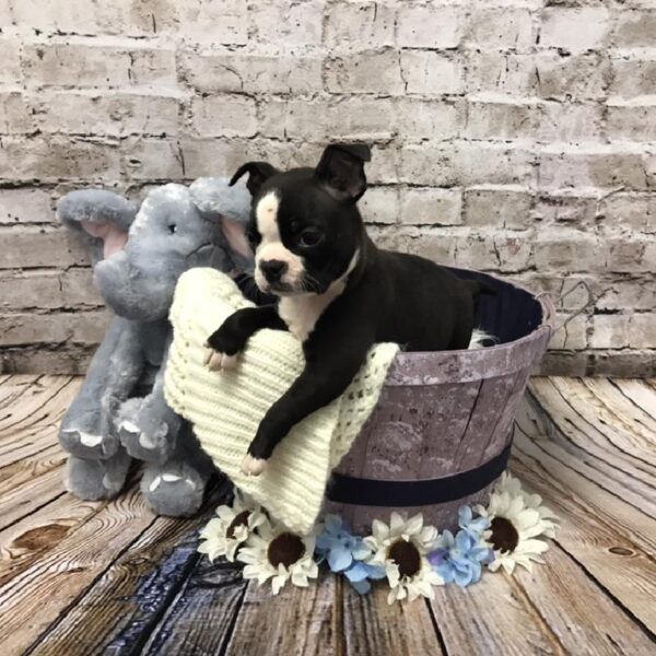 Boston Terrier DOG Male Black / White 5956 Petland Robinson, PA