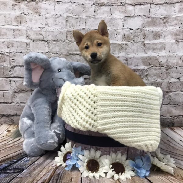 Shiba Inu-DOG-Female-Red-5950-Petland Robinson, Pittsburgh, PA